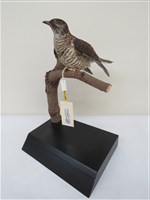 藏品(中杜鵑)的圖片